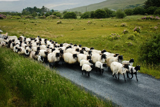 Sheep in Ireland with PTS Tours