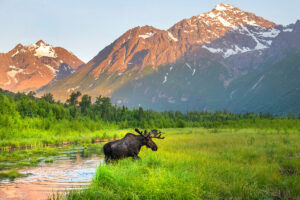 Moose in Alaska with PTS Tours