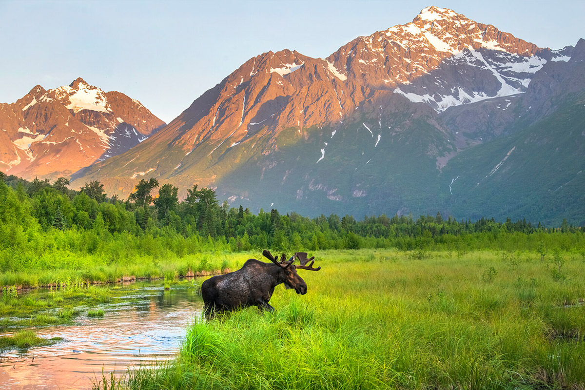 Moose in Alaska with PTS Tours